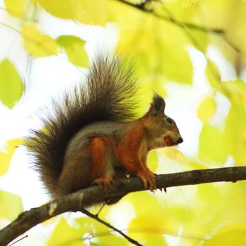 squirrel jumps in the autumn forest