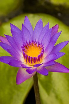 lotus with natural background for conceptual purpose