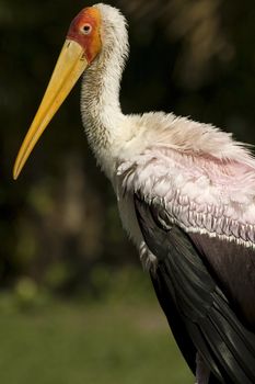 portrait of a stork
