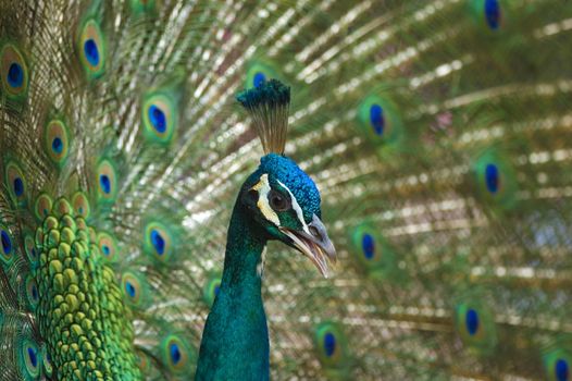 peacock bird