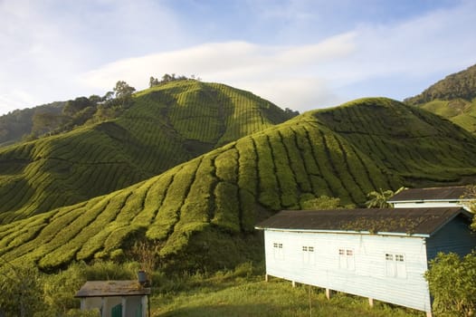 tea plantation in cameron highlands malaysia
