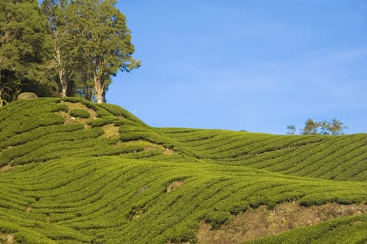 tea plantation in cameron highlands malaysia
