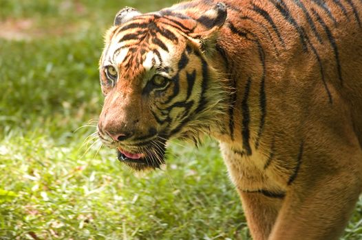 potrait of a tiger