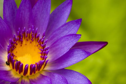 lotus with natural background for conceptual purpose