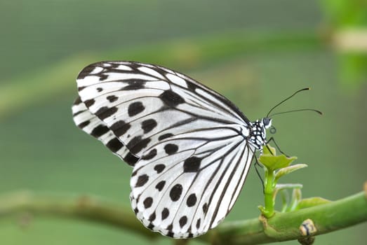 butterfly with natural background