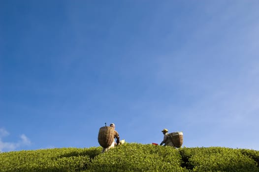 tea farmers in the morning






tea farmers