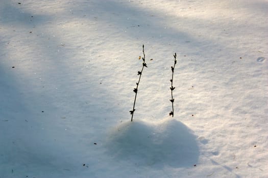 Two herbal twigs (couple) on the dirty snow background.