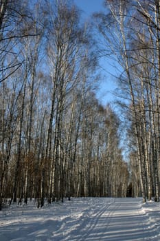 Winter birch grove