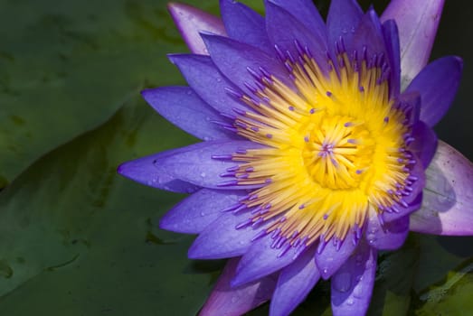 lotus with natural background