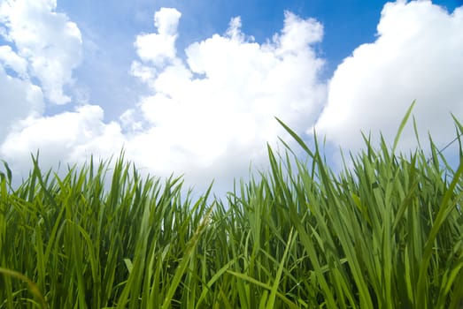 paddy rice field 