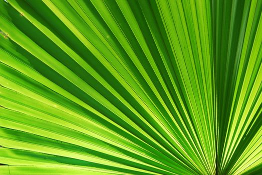 chusam palm leaf section