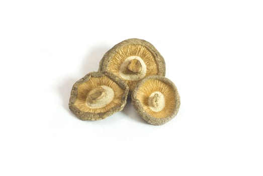 isolated dried mushroom