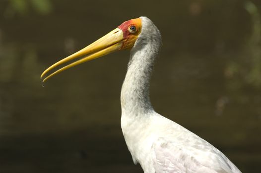 portrait of a stork