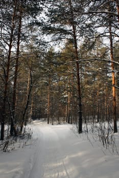 In winter forest