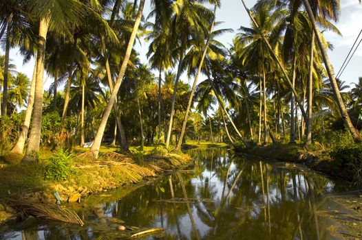 coconut trees with reflection