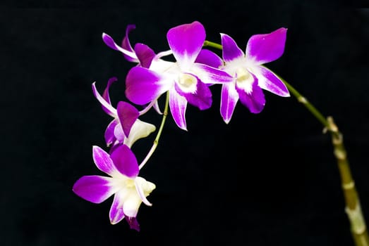 close up shot of orchid flower