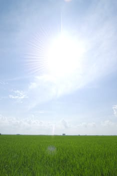 paddy rice field 