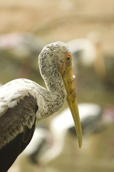 close up of a stork