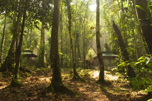 green forest with ray of lights