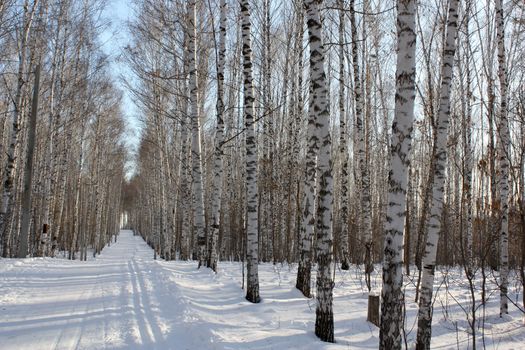 Winter birchwood