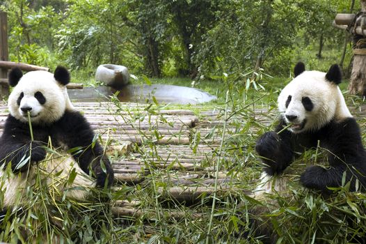 panda feeding in chengdu zoo
