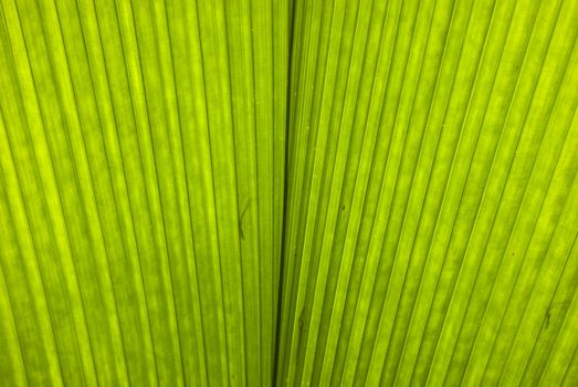 chusam palm leaf section 