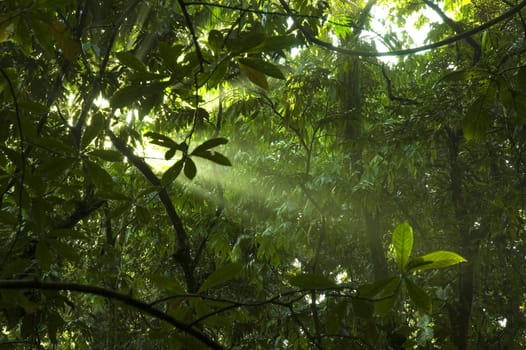 green forest with ray of lights