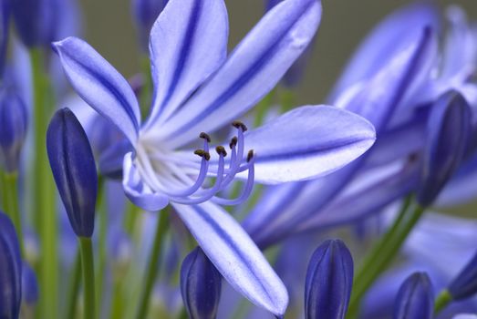 african lilies