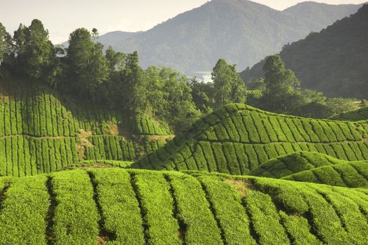 tea plantation in cameron highlands ,malaysia