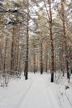 In winter forest