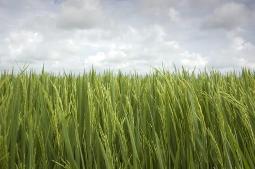 paddy rice field