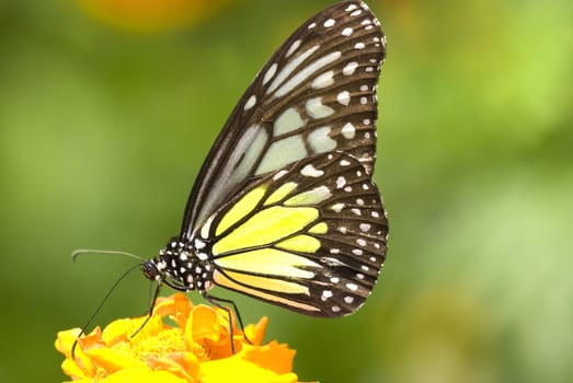 butterfly with natural background