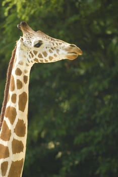 portrait of a giraffe