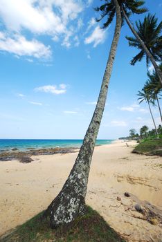 beach with coconut trees