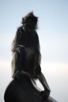 species of silverleaf monkey