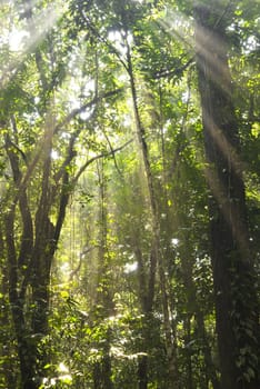 green forest with ray of lights