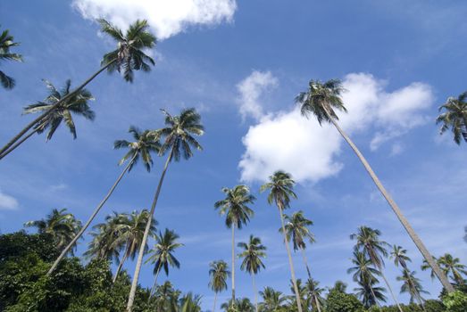 coconut tree in blue sky