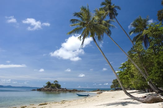 beach with coconut trees