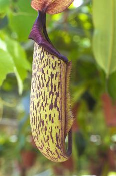 carnivorous pitcher plant 