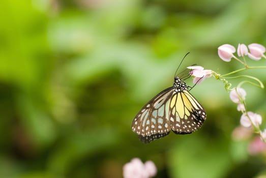 butterfly with natural background