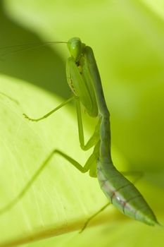 praying mantis