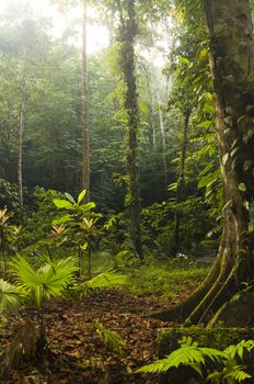 natural tropical green forest