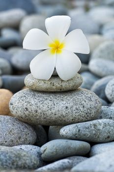 frangipani with with stack of rocks