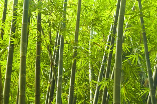 bamboo forest