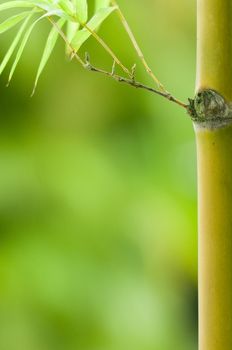 bamboo with plenty of green copyspace for background purpose