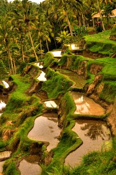 balinese rice terrace