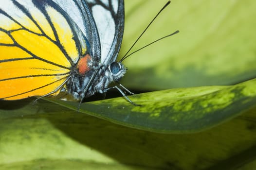 butterfly with natural background