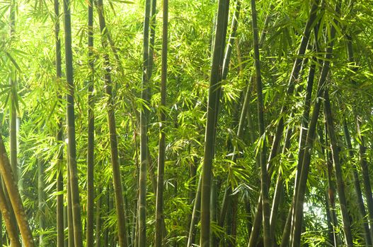 bamboo forest