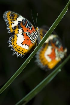 butterfly with natural background