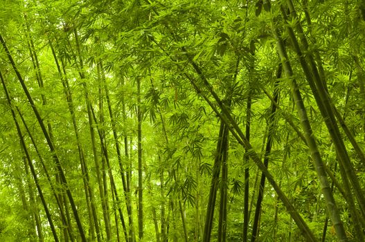 bamboo forest